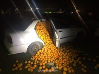 کشف محموله چند تنی پرتقال‌های دزدی در دو ماشین!