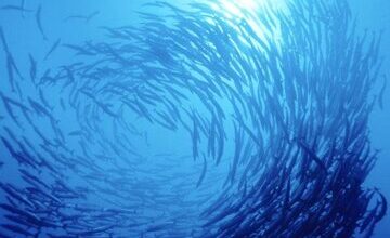 چرخش دیوانه‌وار ماهی‌ها در سواحل آمریکا
