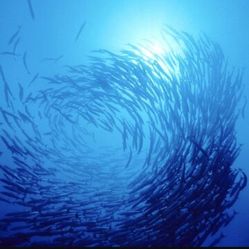 چرخش دیوانه‌وار ماهی‌ها در سواحل آمریکا
