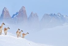 از دودکش‌جن تا لاماها در برف