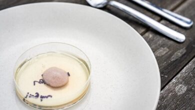 مایسلیوم در حال رشد قارچ خوراکی