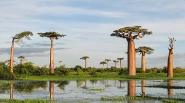 رازگشایی از بائوباب، درخت وارونه‌ای که از آفریقا تا استرالیا شنا کرد