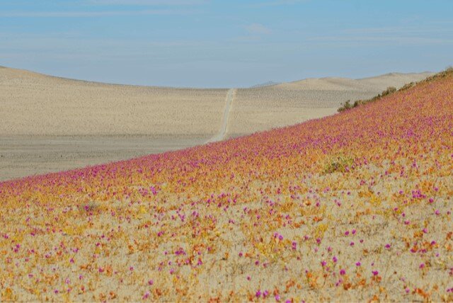 پرگل شدن خشک ترین صحرای دنیا